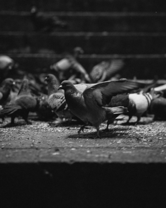 RSP_Mannheim_Webformat (6 von 12)